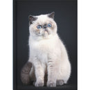 Collins Journal A5 Cats & Dogs. Sold per 4s