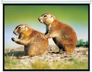 Brateck 150" 4:3 Pull Down Projector Screen Matte